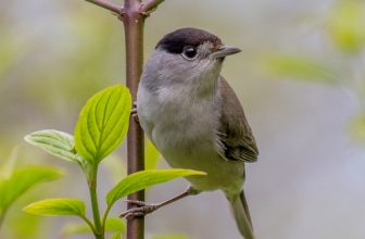 DSC7264  Blackcap….