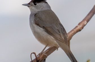 DSC8088  Blackcap..
