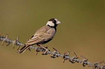 A Black Crowned Sparrow-Lark foraging in the desert