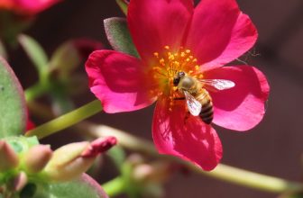 Western Honeybee In My Garden