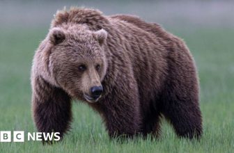 Grizzly bear on loose after attacking school group in Canada, injuring 11