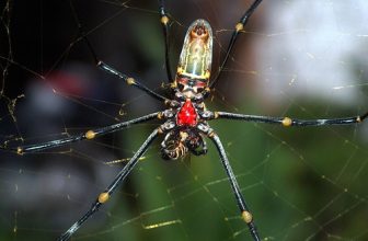 Indonesia – Bali – Spider Eating A Bee – 3
