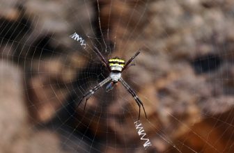 India – Odisha – Konark – Spider
