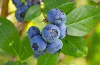 10 fruits that can be beneficial for people with gout