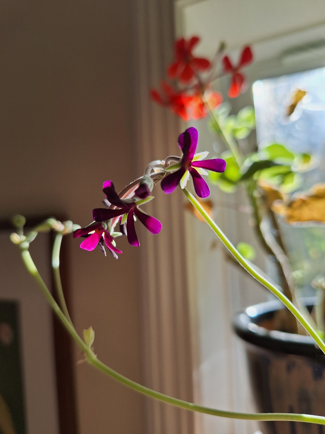Burgundy geranium flower growing indoors