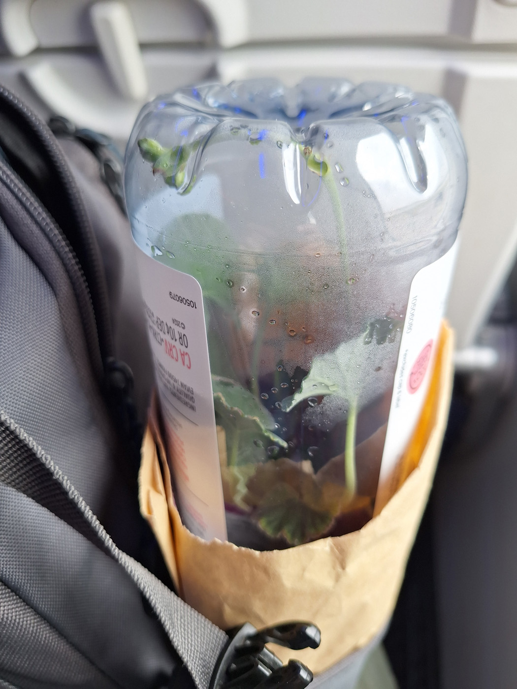 Burgundy geranium on the plane 