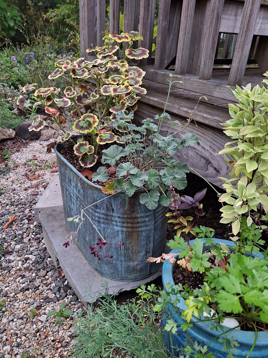 Burgundy geranium outdoors