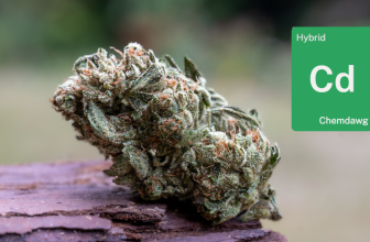 Chemdawg from Grass Valley with Down Om Farms