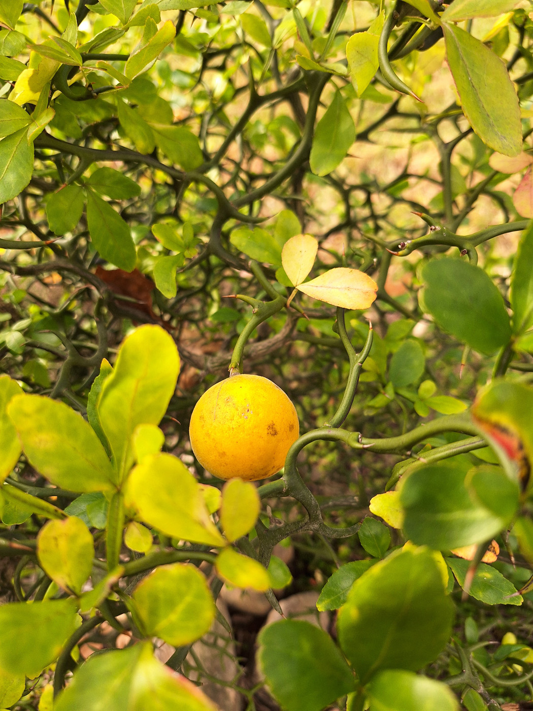 ‘Flying Dragon’ hardy orange
