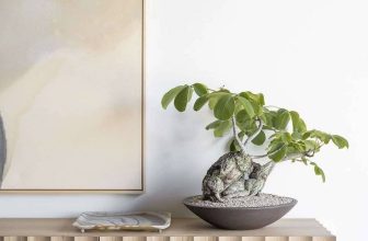 houseplants with big personalities, with rob moffitt of the haus plant