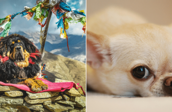 These Dog Breeds Carry The Most Significant Wolf Ancestry, Study Reveals