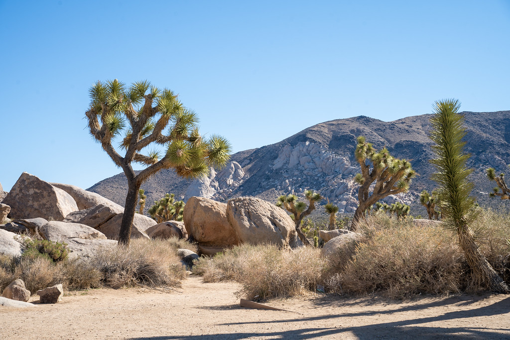Joshua Tree National Park