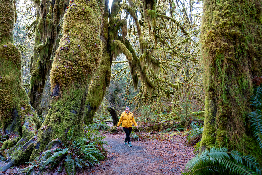 Hoh Rainforest in Olympic National Park