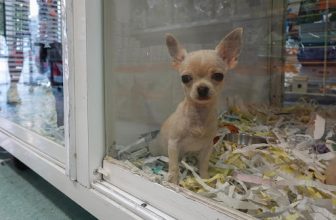 How Much Is That Doggy In The Window