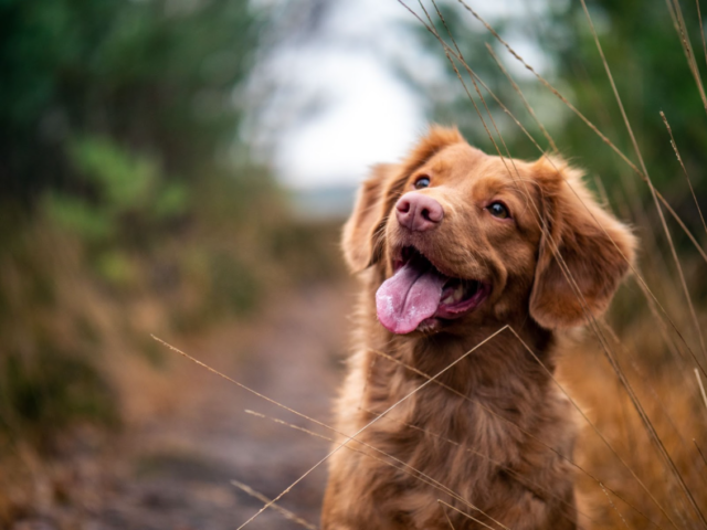 Dog on nature hike