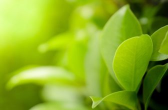 European Union: Commission considering delaying EUDR application for another year