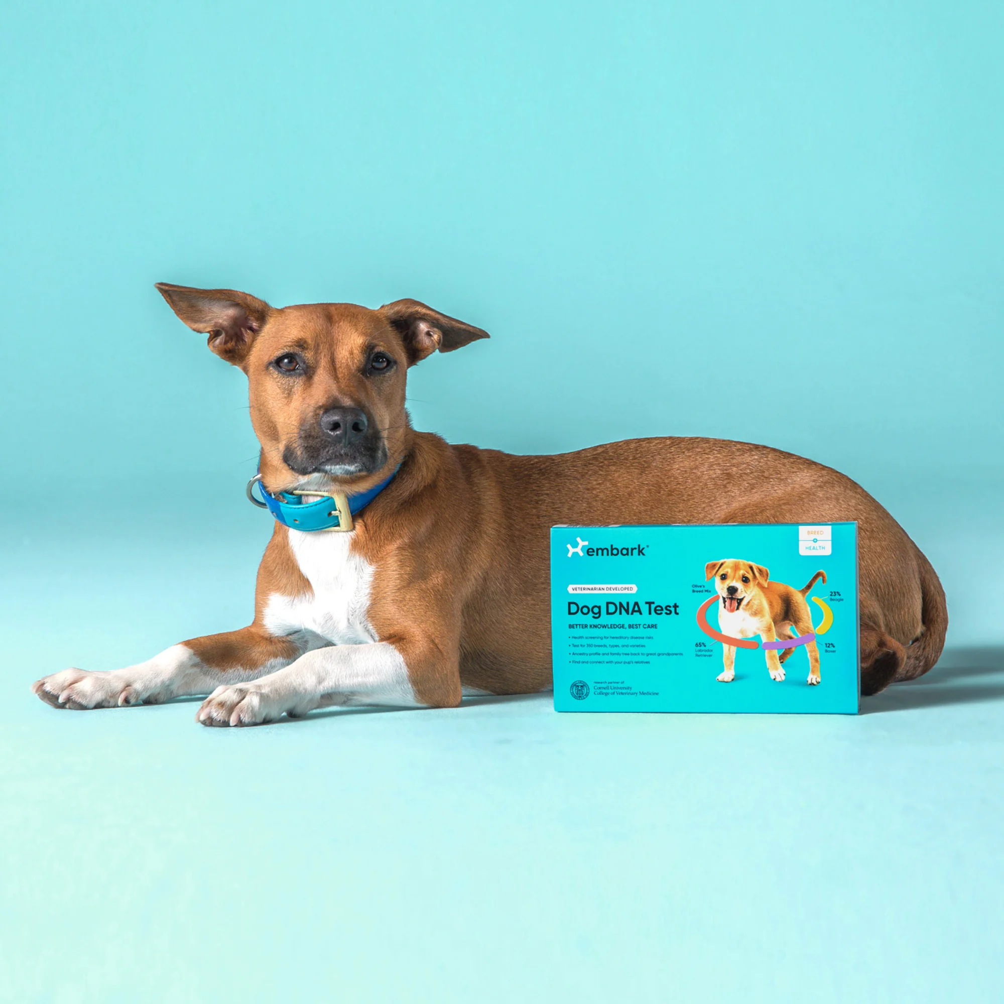 Embark Dog DNA Test Kits