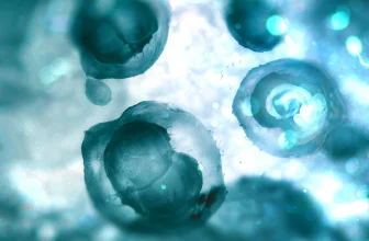 4 out of 5 Americans have concerns with embryonic screening, study finds