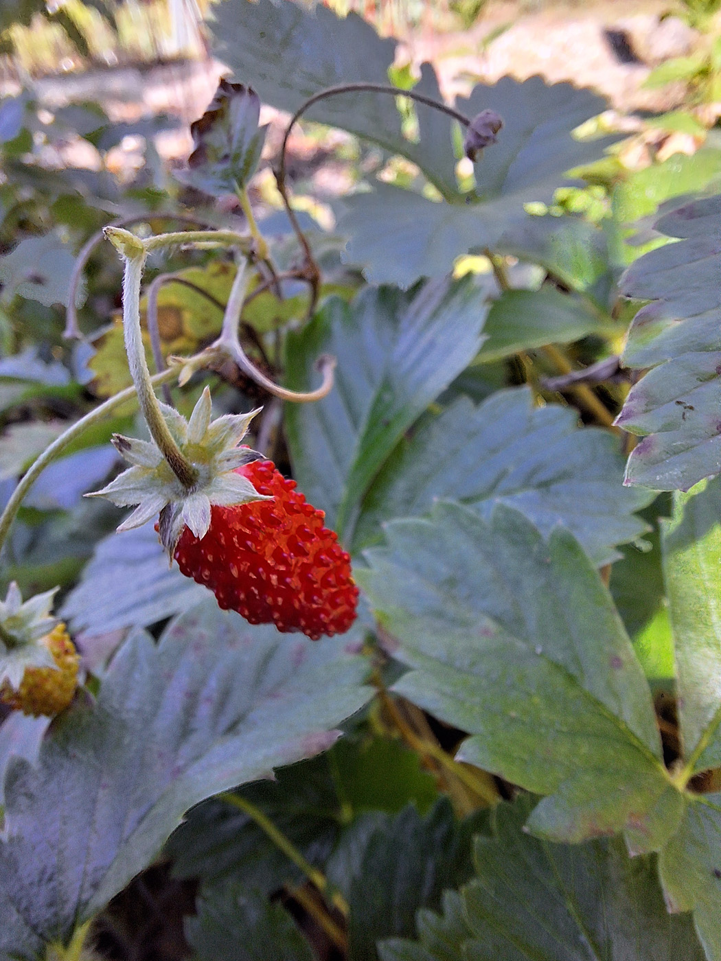 ‘Alexandria’ alpine strawberry