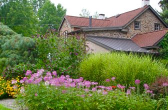 Alan’s Cleomes in Pennsylvania – Fine Gardening