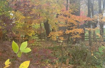 A Fabulous Fall in Carla’s Garden, Part 1