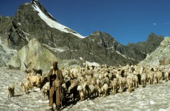 As Gaddi Shepherds Gets Stuck in Snow, Offbeat Snow Destinations in Himachal Pradesh Revealed