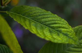 Best Kratom for Pain | 2025 Guide to the Top #5 Products