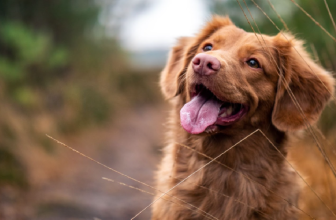 Best Hemp Oil for Dogs with Joint Discomfort: 5 Products To Help Relieve Joint Discomfort in Your Pup