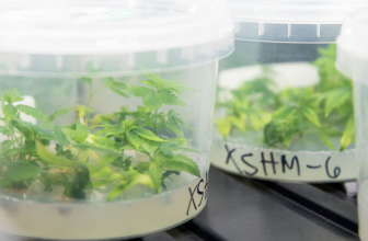 What Happens When a Cannabis Giant Absorbs a Cult Nursery? ‘If We’d Stayed Independent, We Might Not Be Here At All’