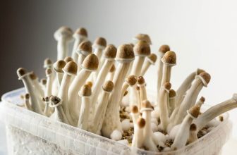 Discover the Hillbilly Mushroom | Potency & Psychedelics