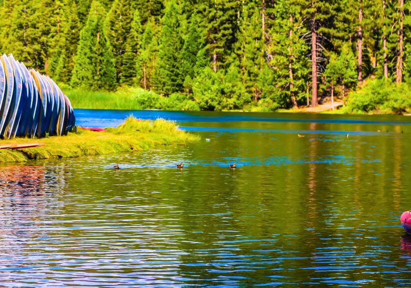 Serene lake with ducks and trees.