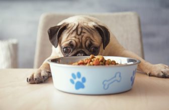 Vets Reveal Top Dog Food Allergens to Watch Out For – Dogster