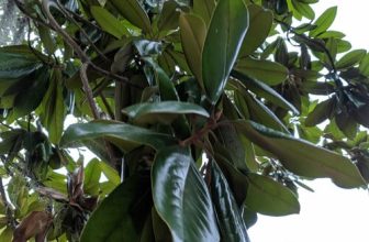 Many Trees Have I Loved (and Here Are a Few)