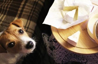 Why Dogs Love Cheese – And How to Pay the Cheese Tax Safely – Dogster