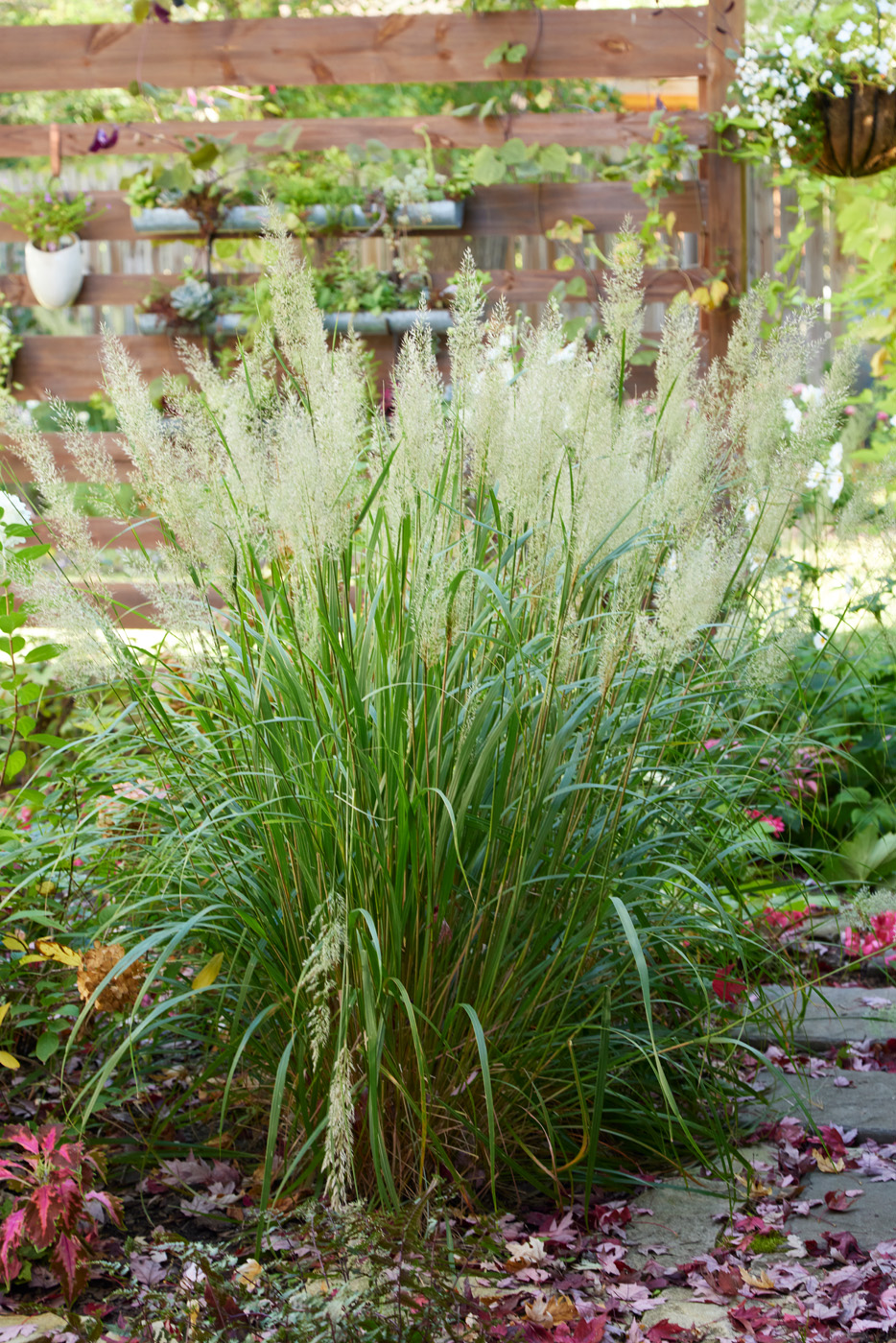Korean feather reed grass