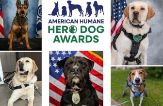 Heroes of the Dog World – Dogster