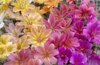 unusual sources of distinctive seeds, with joseph tychonievich