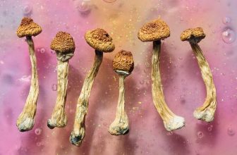 Ancient Rituals & Modern Policies