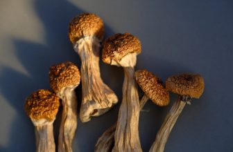 The Potent World of the Melmac Mushroom