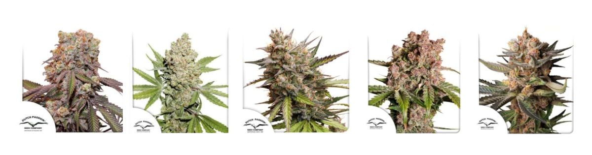 New Dutch Passion Autos