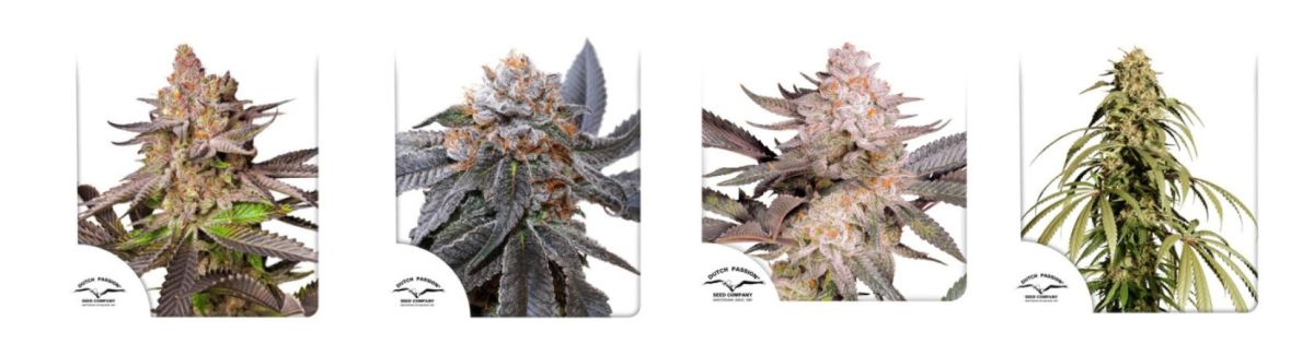 New Dutch Passion FEM (1)