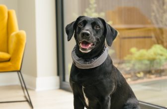 This Award-Winning, AI-Powered Smart Collar is $120 Off for Black Friday and Cyber Monday – Dogster
