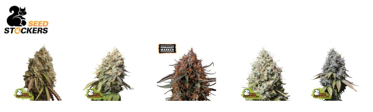 Seed Stocker Strain Picks Fem