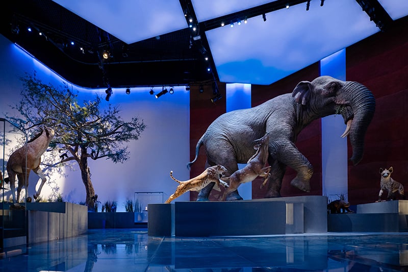 Natural History Museum Abu Dhabi