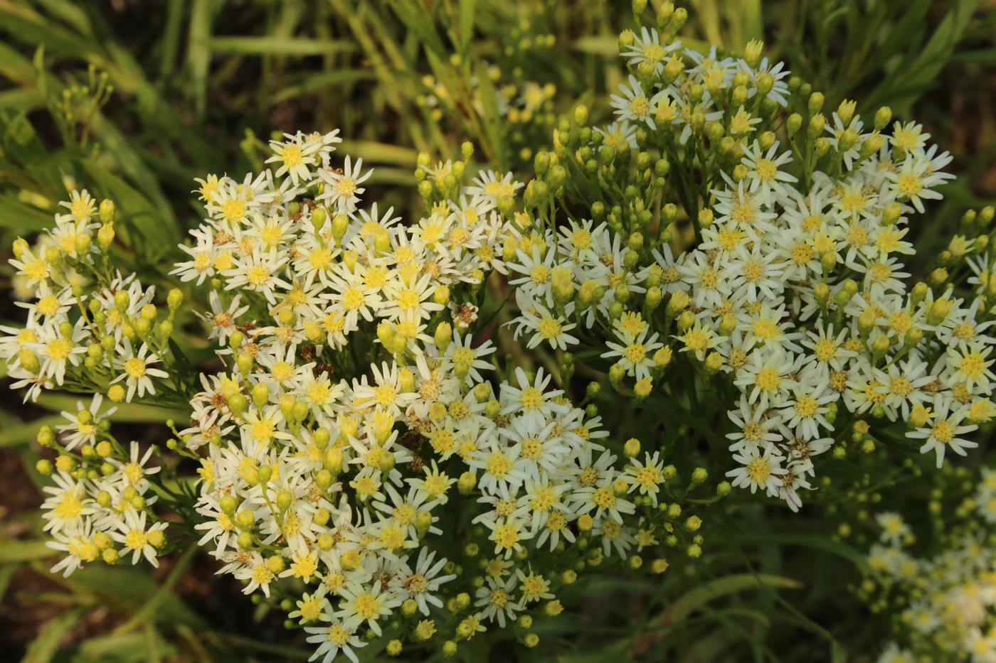 ‘Sugar Kisses’ goldenrod