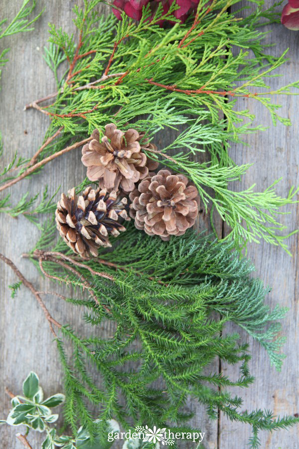 evergreen clippings for holiday decorating