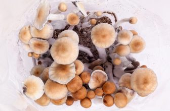 Tidal Wave Mushroom | Nature’s Potent Psychonaut Shroom