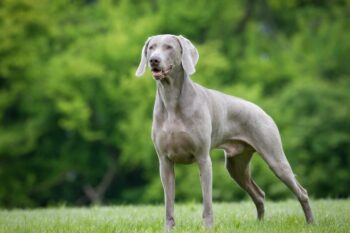 Best invisible dog fence for Weimaraners
