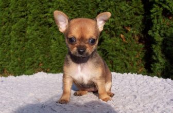 Ultimate Chihuahua Puppy Shopping List: Checklist of 23 Must-Have Items