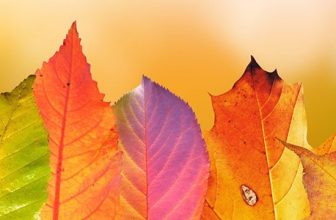 A Simple Autumnal Equinox Ritual